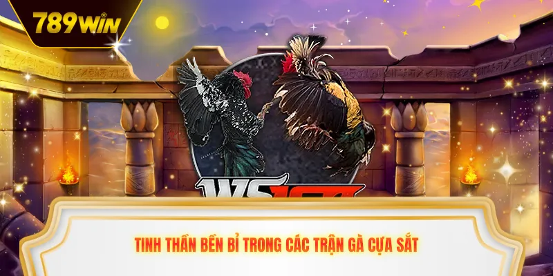 Tinh thần bền bỉ trong các trận gà cựa sắt