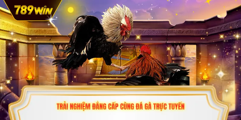 Trải nghiệm đẳng cấp cùng đá gà trực tuyến