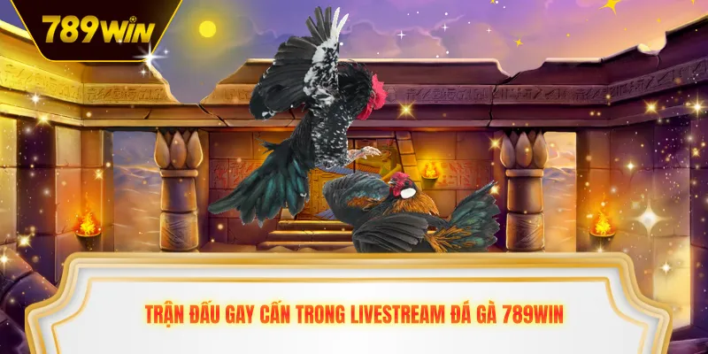 Trận đấu gay cấn trong livestream đá gà 789win